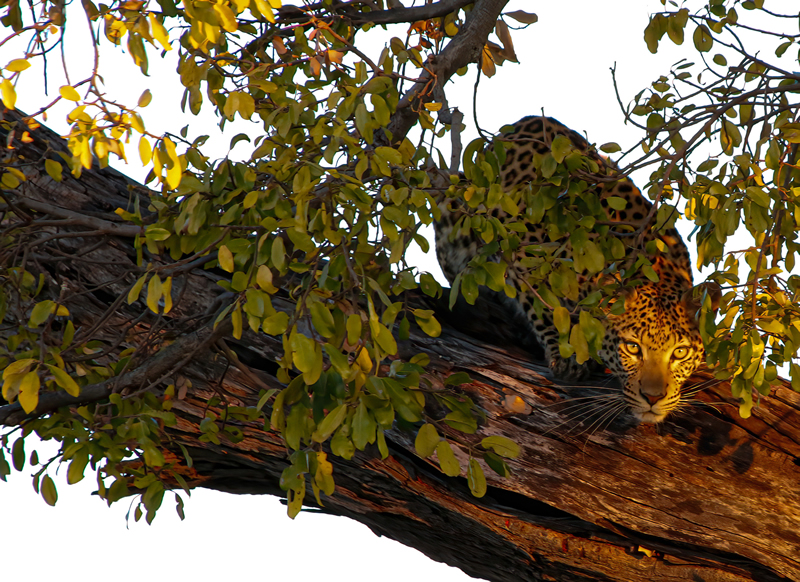 Ready to Pounce by Liz Hextal